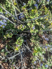 Ceanothus gloriosus gloriosus