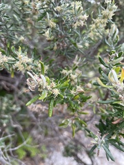 Olearia axillaris