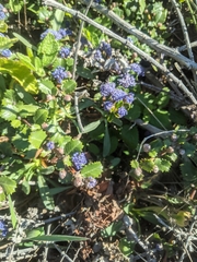 Ceanothus gloriosus gloriosus