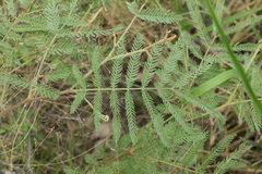 Acacia glaucocarpa