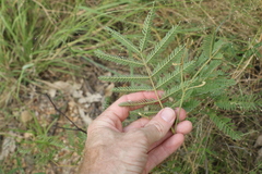 Acacia glaucocarpa