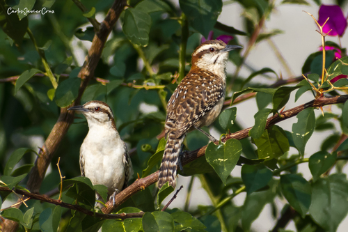 Russet-naped Wren