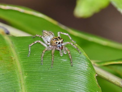 Colyttus
