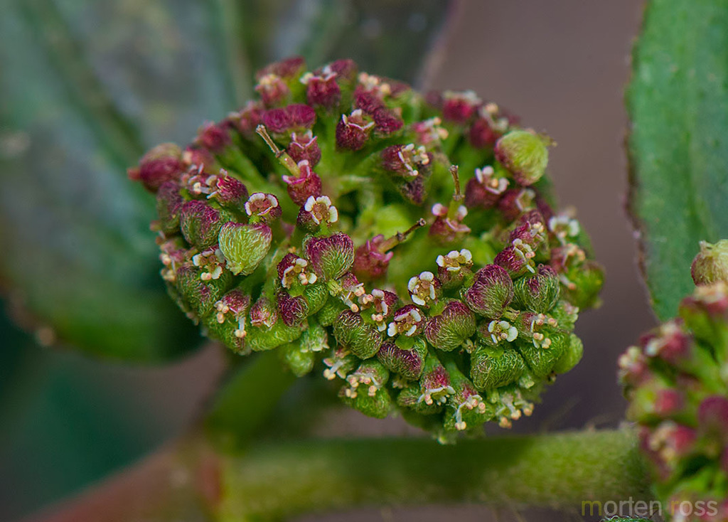Euphorbia procumbens Mill.
