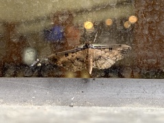 Nacoleia charesalis