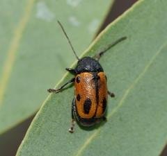 Cadmus litigiosus