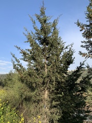Cupressus sempervirens