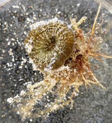 Homophyllia australis