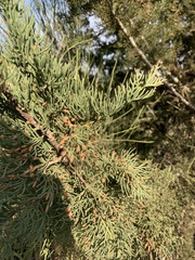 Cupressus sempervirens