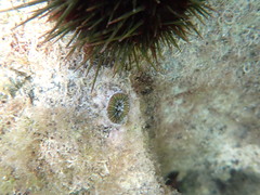 Homophyllia australis