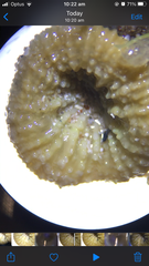 Homophyllia australis