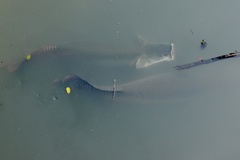 Arapaima gigas