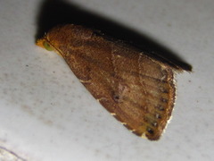 Rivula inconspicua
