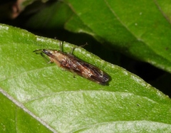 Raphirhinus phosphoreus