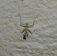 Hagiomantis