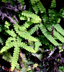 Gleichenia rupestris