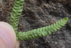 Gleichenia rupestris