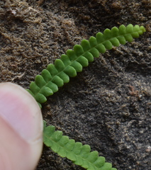 Gleichenia rupestris