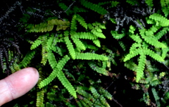 Gleichenia rupestris