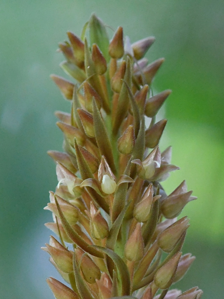 Lepidogyne