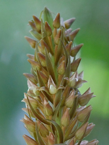 Lepidogyne