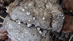 Poronia erici