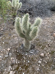 Cylindropuntia bigelovii