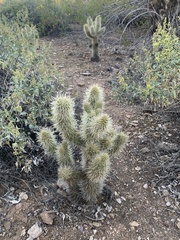 Cylindropuntia bigelovii