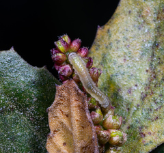 Periclista