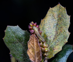 Periclista