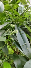 Alstonia macrophylla