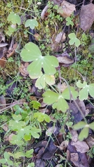 Delphinium nudicaule