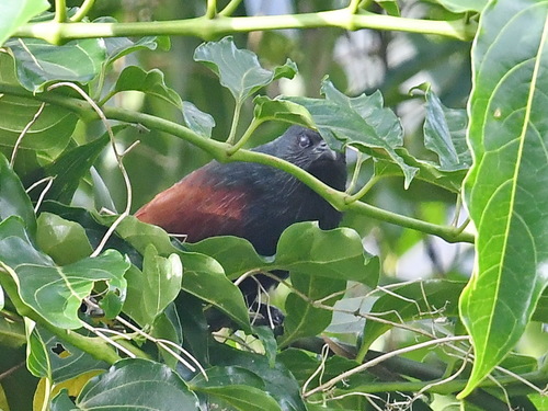 Centropus viridis observed 2022-02-20