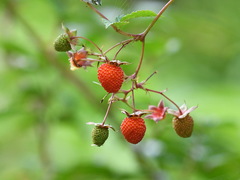 Rubus fraxinifolius