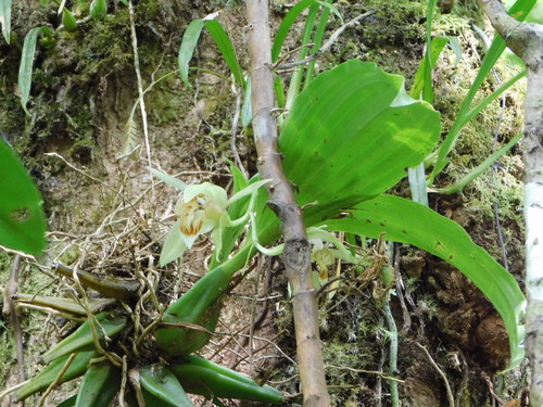 Coelogyne macdonaldii F.Muell. & Kraenzl. 2