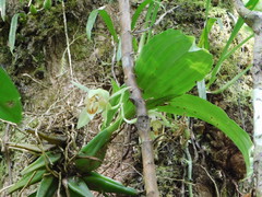 Coelogyne macdonaldii