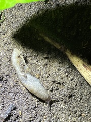 Deroceras reticulatum