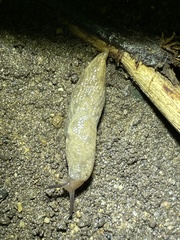 Deroceras reticulatum