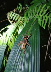 Capnogryllacris erythrocephala