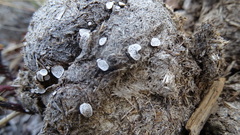 Poronia erici