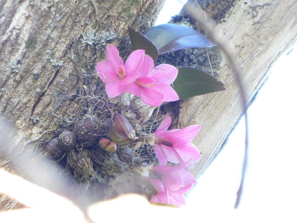 Dendrobium laevifolium