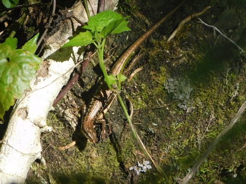 Vanuatu Silver Vineskink