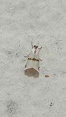 Argyria croceivittella