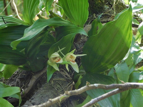 Coelogyne macdonaldii