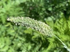 Phalaris caroliniana