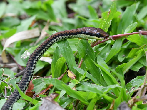 Photo of a Philippines Bronzeback (Dendrelaphis philippinensis)