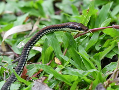 Dendrelaphis philippinensis