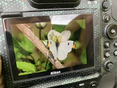 Anthocharis scolymus