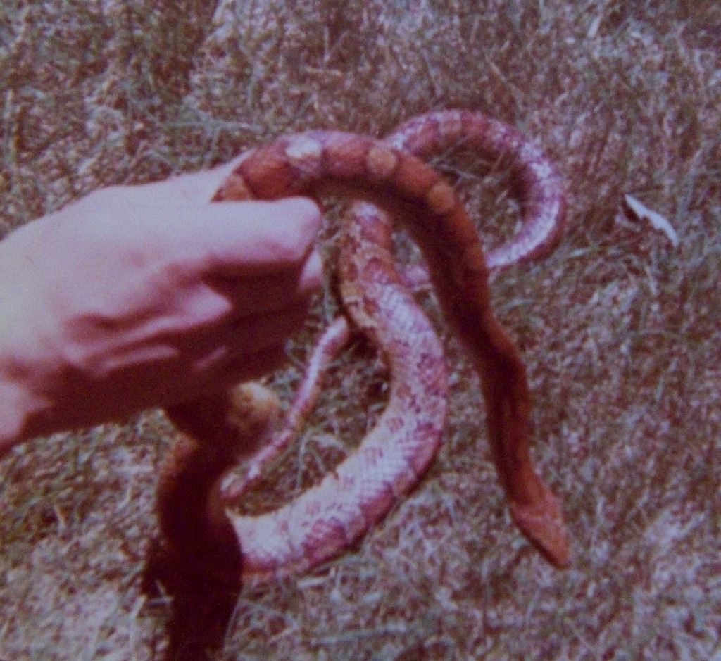 Corn Snake in May 2010 by bobbyfingers. Adult male. Vicinity of