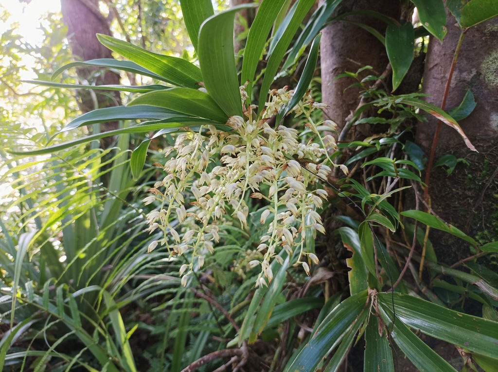 Eria rostriflora
